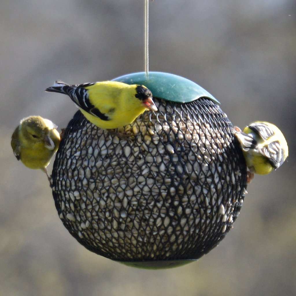 Songbird Seed Sphere Feeder Green Set of 6